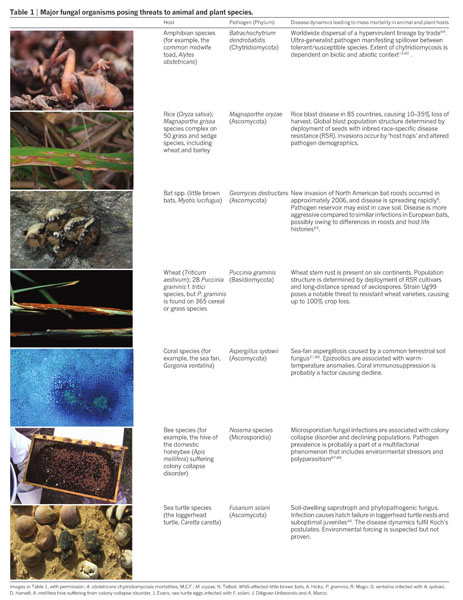 Emerging fungal threats to animal, plant and ecosystem health - Document -  Gale Academic OneFile