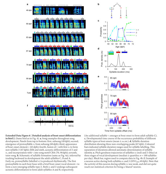 Gale Onefile Health And Medicine Document Growth And Splitting Of Neural Sequences In Songbird Vocal Development