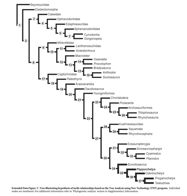 Phylogenetic origin of the turtle plastron and hypoischium