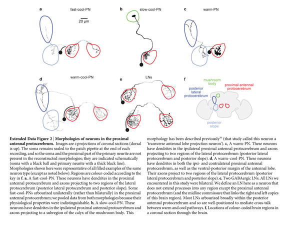 Thermosensory processing in the Drosophila brain