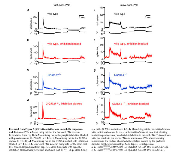 Thermosensory processing in the Drosophila brain