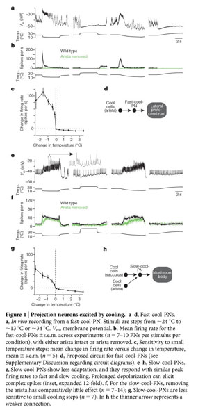 Thermosensory processing in the Drosophila brain