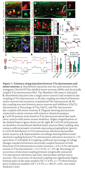 Motor Neurons Control Locomotor Circuit Function Retrogradely Via Gap Junctions Document Gale Onefile Health And Medicine