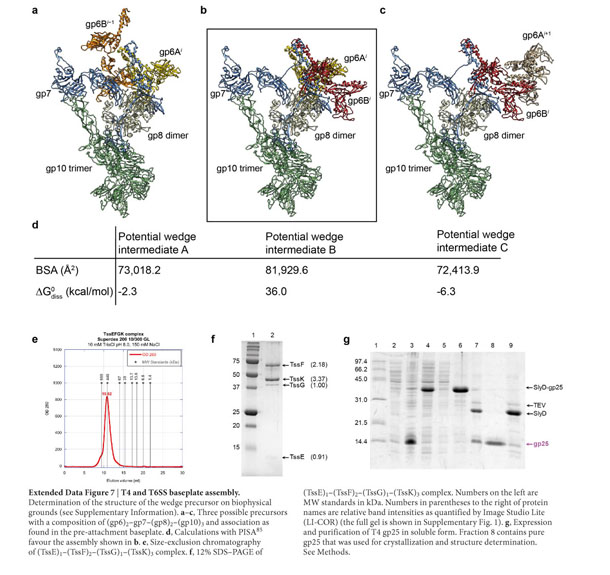 Health Reference Center Academic Document Structure Of The T4 Baseplate And Its Function In Triggering Sheath Contraction