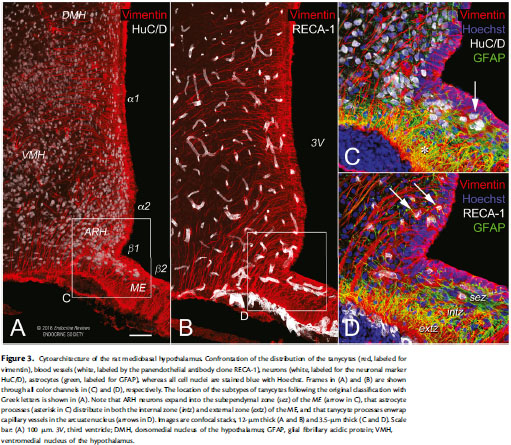 Age of Laboratory Hamster and Human: Drawing the Connexion - Document -  Gale Academic OneFile