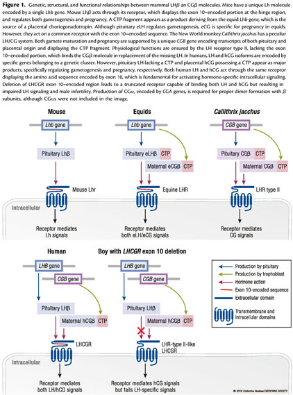 Age of Laboratory Hamster and Human: Drawing the Connexion - Document -  Gale Academic OneFile