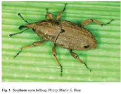 Blog - What Everyone In Knoxville Ought To Know About Weevils