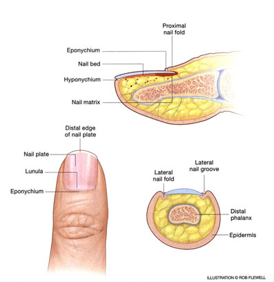 Nail disorders and systemic disease: what the nails tell us: here's what  you'll see and what to suspect with these 11 nail disorders - Document -  Gale Academic OneFile