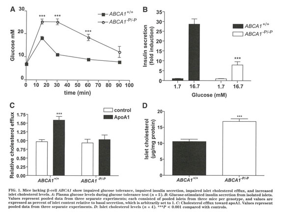 Gale Academic Onefile Document Islet Cholesterol Accumulation