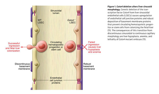 Building discontinuous liver sinusoidal vessels - Document - Gale 