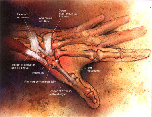 carpometacarpal joint anatomy