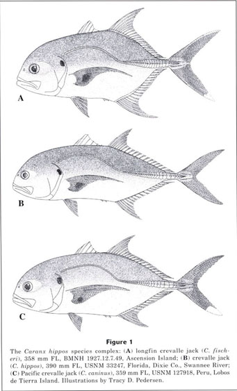 Mcclane's New Standard Fishing Encyclopedia Illustrations Maps 1974 