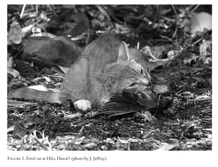 Feral Cat trapping with Timms - TRAP.NZ Forums