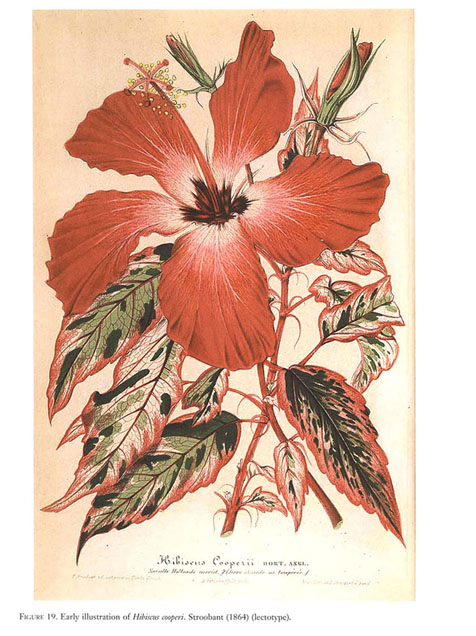 Lámina botánica, hibiscus