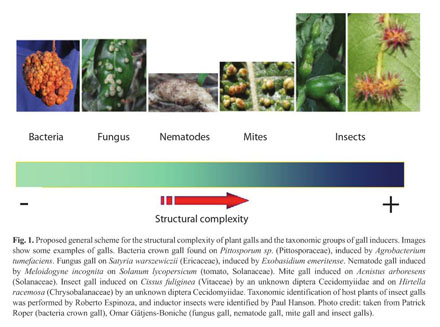 Gale Onefile Health And Medicine Document El Mecanismo De Induccion De Agallas De Plantas Por Insectos Revelando Claves Hechos Y Consecuencias En Una Interaccion Compleja Entre Reinos - satyrian alphabet roblox