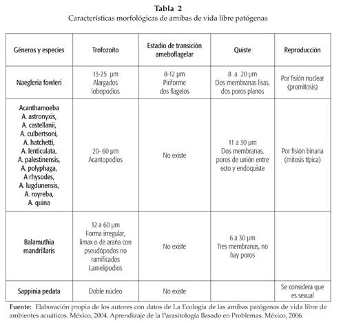 ciclo de vida de la acanthamoeba