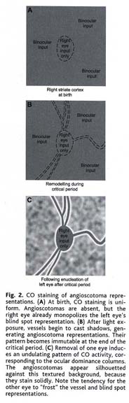 Shadows Cast by Retinal Blood Vessels Mapped in Primary Visual Cortex