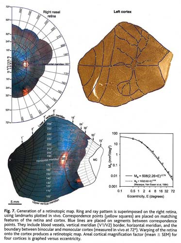 Shadows Cast by Retinal Blood Vessels Mapped in Primary Visual Cortex