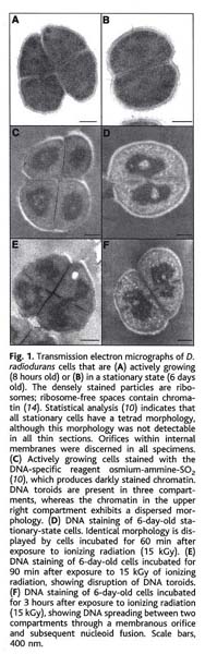 Ringlike Structure of the Deinococcus radiodurans Genome: A Key to