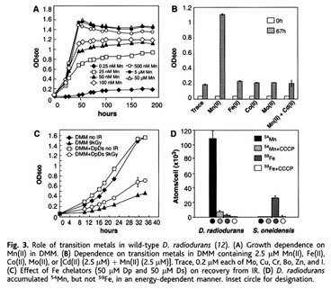 Accumulation of Mn(II) in Deinococcus radiodurans Facilitates