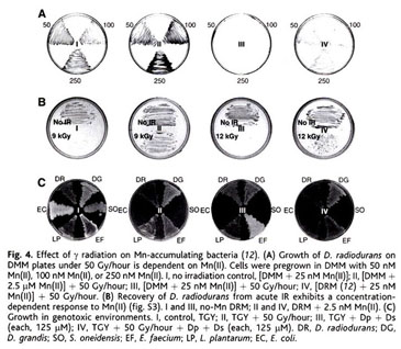 Accumulation of Mn(II) in Deinococcus radiodurans Facilitates