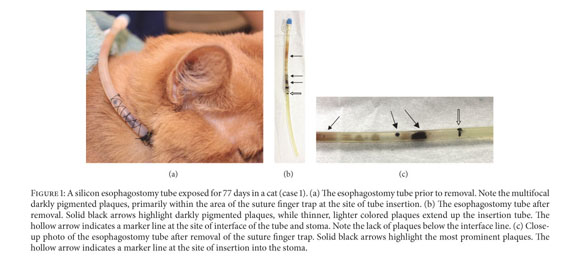 Esophagostomy Tube Use In Cats Youtube