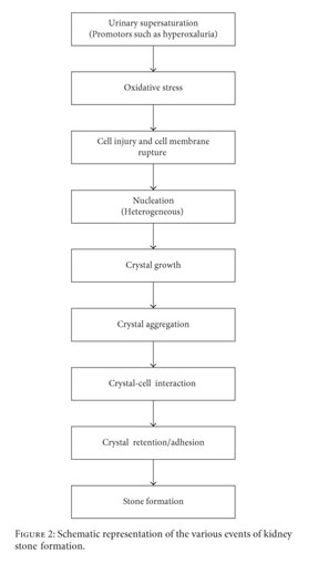 Gale Academic Onefile Document Kidney Stone Disease An Update On Current Concepts