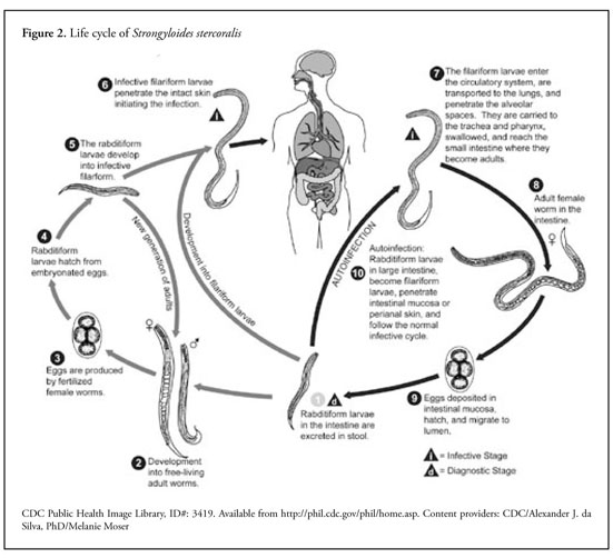 Strongyloidiasis: A review and update by case example - Document - Gale ...