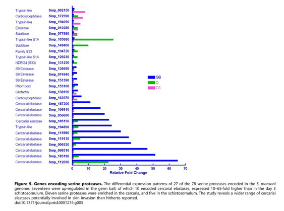 Gene expression patterns in larval Schistosoma mansoni associated 