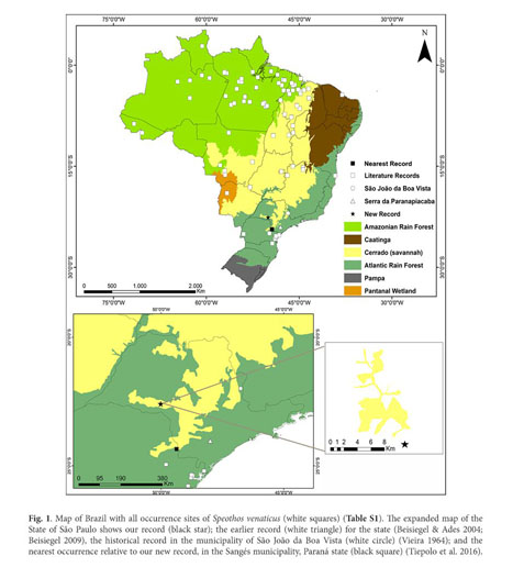 Regionally extinct species rediscovered: the bush dog Speothos venaticus in  Minas Gerais, south-eastern Brazil, Oryx