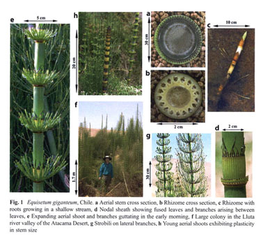 Biology and functional ecology of Equisetum with emphasis on the ...