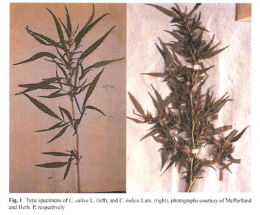 Models Of Cannabis Taxonomy Cultural Bias And Conflicts Between Scientific And Vernacular Names Document Gale Academic Onefile