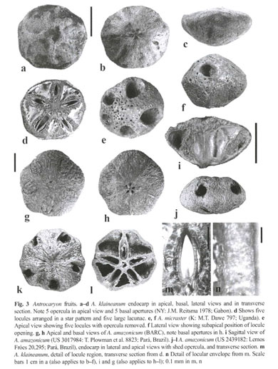 Fruit Morphology and Anatomy of the Spondioid Anacardiaceae