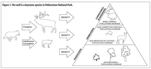 31-wolves-of-yellowstone-worksheet-support-worksheet