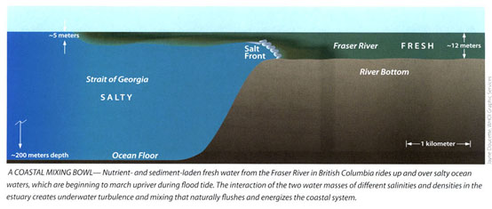 River fresh water meeting Pacific salt water - Stock Image - E250/0051 -  Science Photo Library