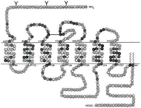 Age of Laboratory Hamster and Human: Drawing the Connexion - Document -  Gale Academic OneFile