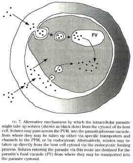 Age of Laboratory Hamster and Human: Drawing the Connexion - Document -  Gale Academic OneFile