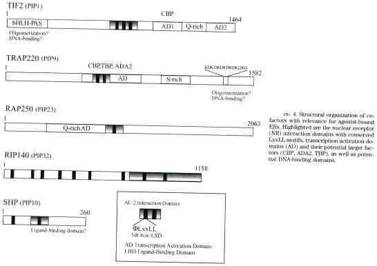 Mechanisms of Estrogen Action - Document - Gale Academic OneFile