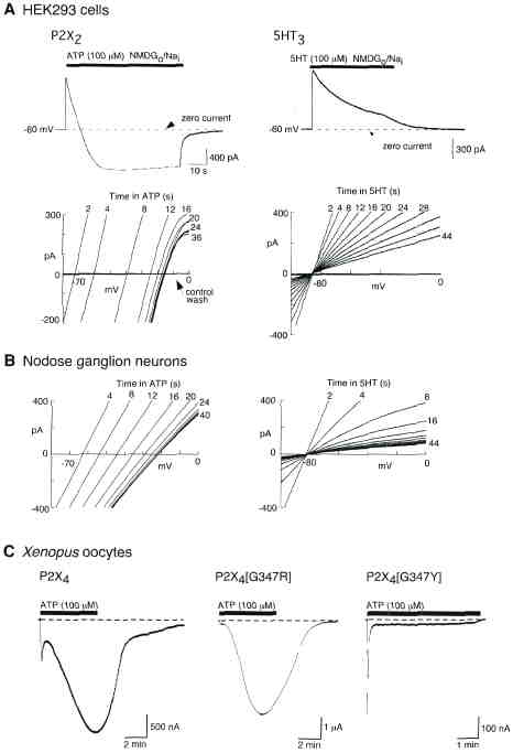 Molecular physiology of P2X receptors - Document - Gale Academic 