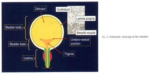 Human Bladder Smooth Muscle Cells