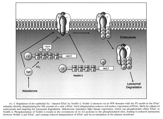 Role of ubiquitylation in cellular membrane transport - Document 