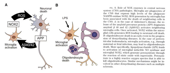 IV. NADPH oxidases in specific organ systems: physiology and 