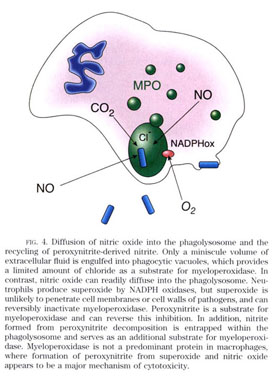 Figure 2 from Understanding the fate of peroxynitrite in plant cells--from  physiology to pathophysiology.