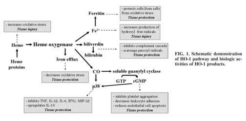 The different functions and clinical significances of caveolin-1 in human  adenocarcinoma and squamous cell carcinoma - Document - Gale OneFile:  Health and Medicine