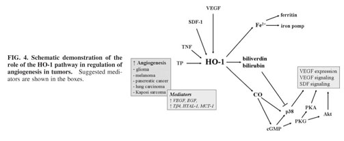 The different functions and clinical significances of caveolin-1 in human  adenocarcinoma and squamous cell carcinoma - Document - Gale OneFile:  Health and Medicine