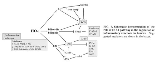 The different functions and clinical significances of caveolin-1 in human  adenocarcinoma and squamous cell carcinoma - Document - Gale OneFile:  Health and Medicine