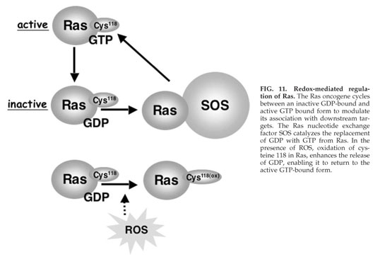 Shared Principles in NF-κB Signaling: Cell