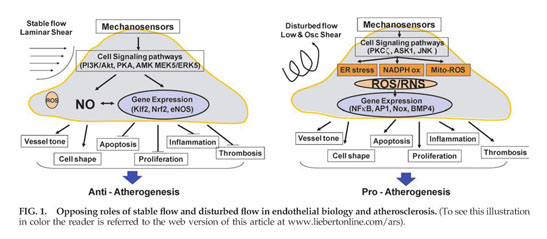 Gale Academic Onefile Document Redox Going With Vascular Shear Stress