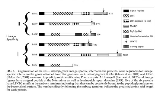 Cool internalin Gale Academic Onefile Document Contributions Of Six Lineage Specific Internalin Like Genes To Invasion Efficiency Listeria Monocytogenes