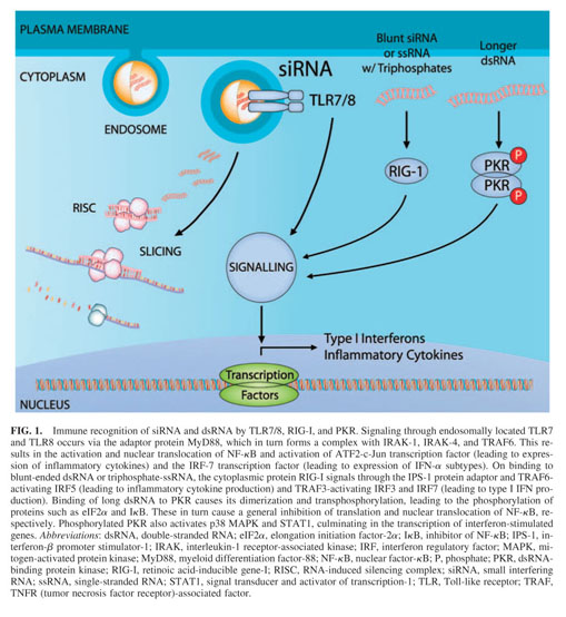 Gale Onefile Health And Medicine Document Overcoming The Innate Immune Response To Small Interfering Rna